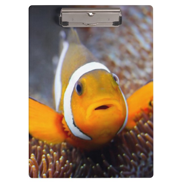 Pranchetas Peixes tropicais do recife - Clownfish (Frente)