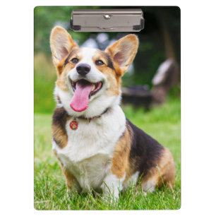 Pranchetas Pembroke Welsh Corgi - Cão Puppi