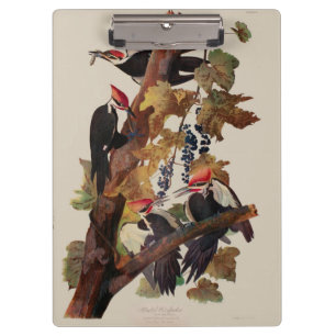Pranchetas Pica-Pica-Pica-Pica Audubon Pileada