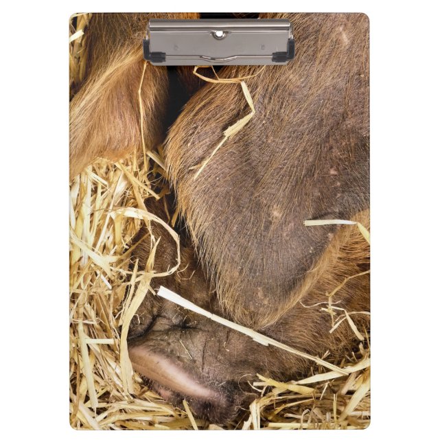 PRANCHETAS PIG (Frente)