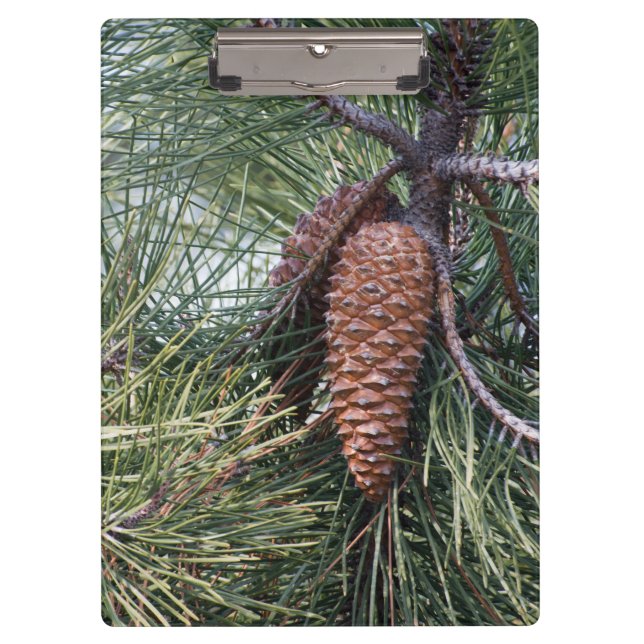 Pranchetas Pinecone no pinheiro (Frente)