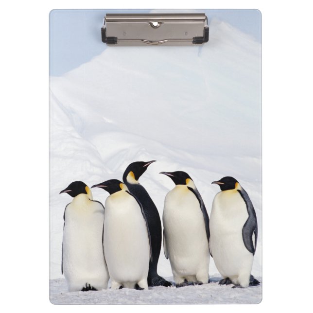 Pranchetas Pinguins de imperador (Frente)