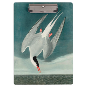 Pranchetas Pintura de aves selvagens do Ártico Tern Audubon