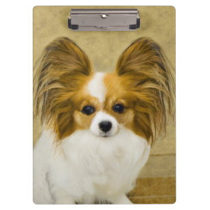 Pranchetas Pintura de Papillon (Hound Tri) - Arte de Cão Orig