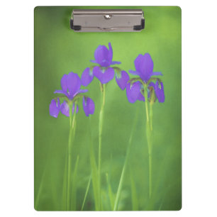 Pranchetas Pintura em Íris Roxa - Arte em Flor Original