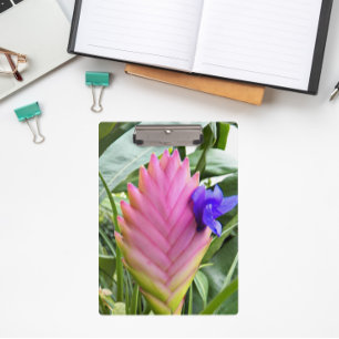 Pranchetas Planta Tropical Rosa Quill Planta Floral