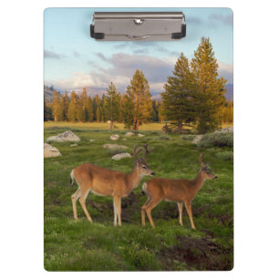Pranchetas Prado de Tuolumne, Yosemite