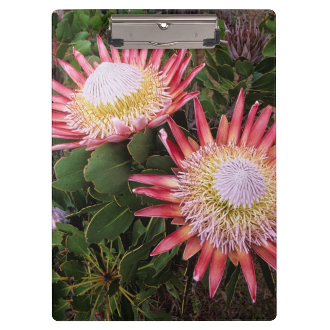 Pranchetas Protea-rei (Protea Cynaroides), Helderberg (Frente)