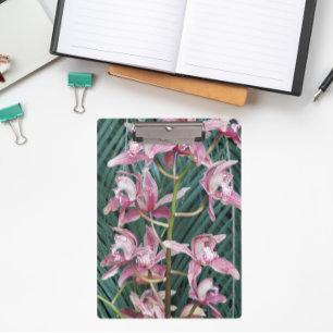 Pranchetas Pulverização das Orquídeas de Cymbidium Rosa