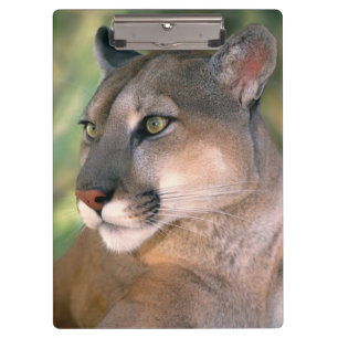 Pranchetas Puma, Califórnia