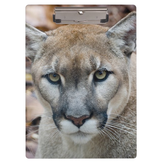 Pranchetas Puma, leão-da-montanha, pantera-da-flórida, Puma (Frente)