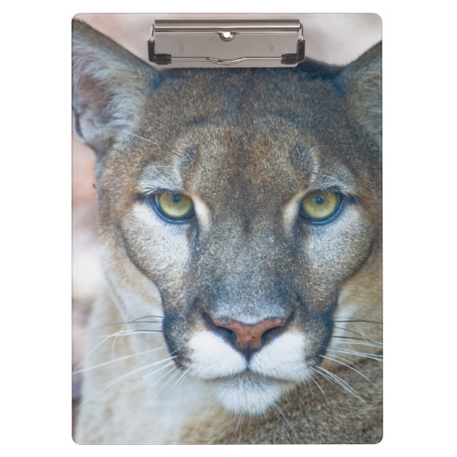 Pranchetas Puma, leão-da-montanha, pantera-da-flórida, Puma 2 (Frente)