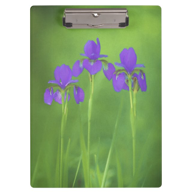 Pranchetas Púrpura Iris - Arte Flor Original (Frente)