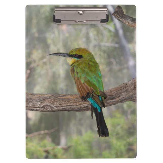 Pranchetas Rainbow bee eater bird, Austrália (Frente)