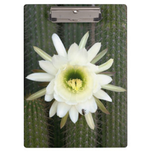 Pranchetas Rainha Da Flor De Cacto Noturno, Região Do Karoo