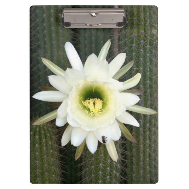 Pranchetas Rainha Da Flor De Cacto Noturno, Região Do Karoo (Frente)
