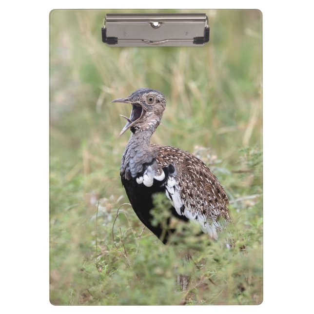Pranchetas Red Crested Korhaan (Frente)