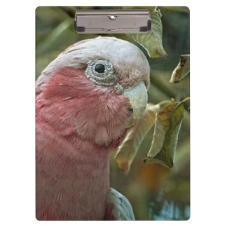 Pranchetas Retrato de Ave Australiana Galah Cockatoo Rosa