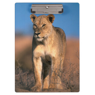 Pranchetas Retrato de Leoa (Panthera Leo)