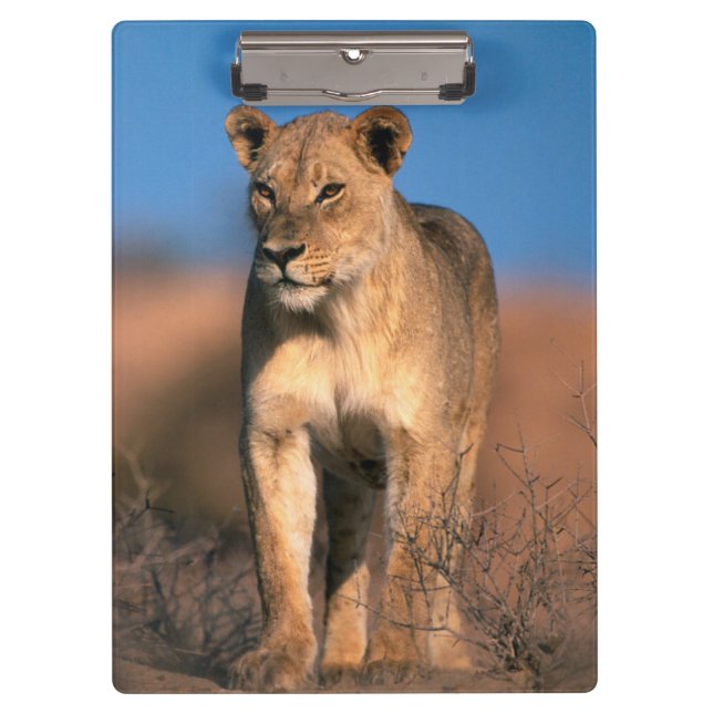 Pranchetas Retrato de Leoa (Panthera Leo) (Frente)