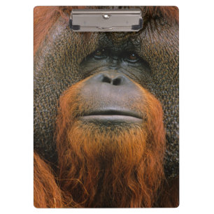 Pranchetas Retrato de Orang-utango Macho, Geórgia, EUA