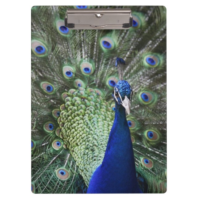 Pranchetas Retrato do pavão com penas para fora (Frente)
