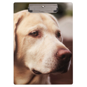 Pranchetas Retriever de Labrador