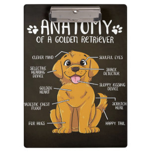 Pranchetas Retriever Ouro de Anatomia Ouro Retriever Lover