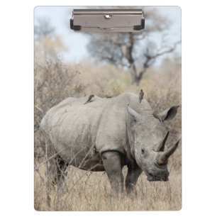 Pranchetas Rhino Branco