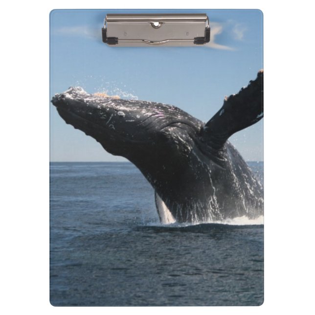 Pranchetas Rompimento adulto da baleia de Humpback (Frente)