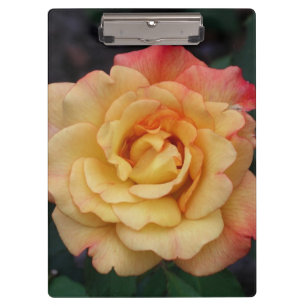 Pranchetas Rosa de Paz Belo Rosa e Amarelo Floral
