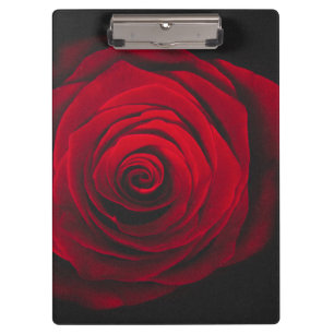 Pranchetas Rosa vermelha no efeito de vintagem em fundo preto