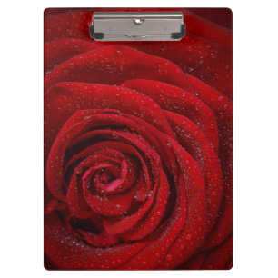 Pranchetas Rosa vermelha romântica