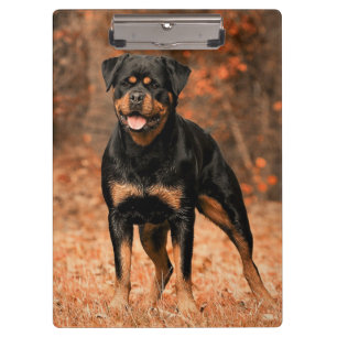 Pranchetas Rottweiler - Cão-Pupado