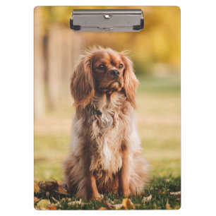 Pranchetas Ruby Cavalier Rei Charles Spaniel Cachorro