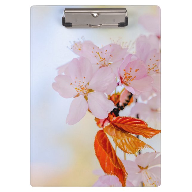 Pranchetas Sakura - cereja japonesa floresce (Frente)