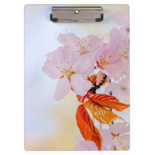 Pranchetas Sakura - flor de cerejeira japonesa