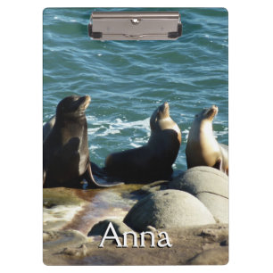 Pranchetas San Diego Sea Lions