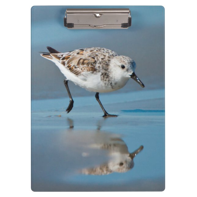 Pranchetas Sanderling (Calidris Alba) se Alimentando na Praia (Frente)