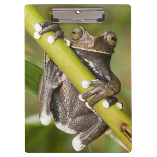 Pranchetas Sapo de Árvore de Tapichalaca Capacitária Hiloscir (Frente)