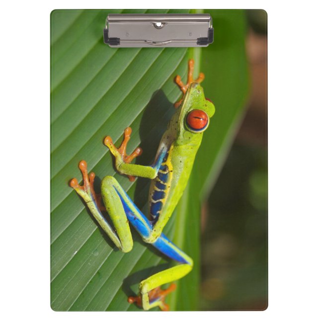 Pranchetas Sapo de Árvore Selvagem Colorida Verde (Frente)