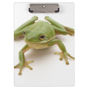 Pranchetas Sapo de árvore verde