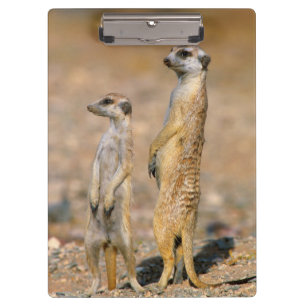 Pranchetas Sentinelas do Meerkat (Suricata Suricatta), Karas