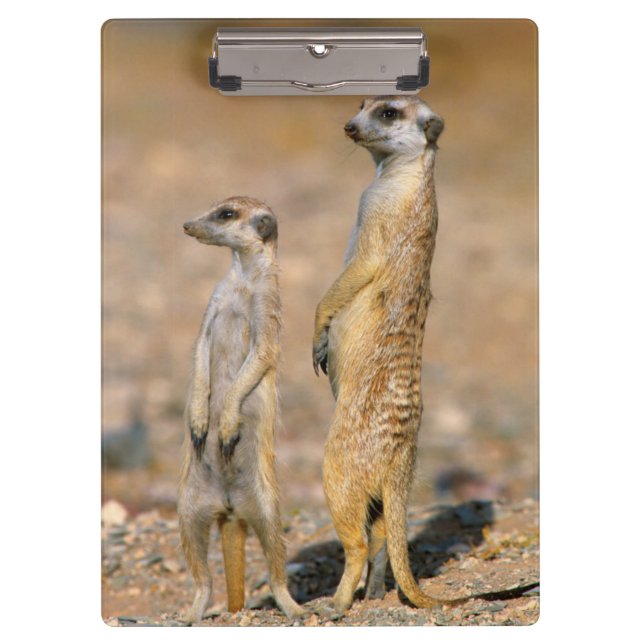 Pranchetas Sentinelas do Meerkat (Suricata Suricatta), Karas (Frente)