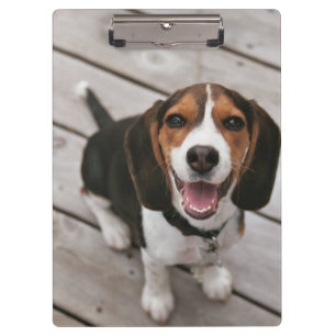 Pranchetas Sessão de beagle_puppy