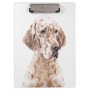 Pranchetas Setter Inglês Laranja Belton - Pintura de Cão