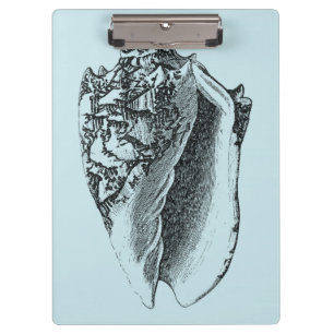 Pranchetas Shell Aqua Conch