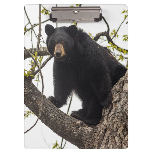 Pranchetas Sobe Urso Negro (Frente)