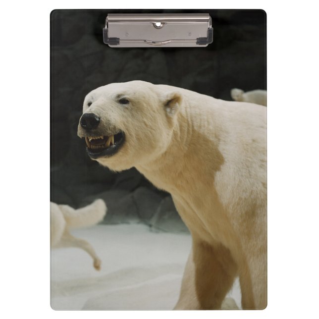 Pranchetas Sorrir forçadamente do urso polar (Frente)
