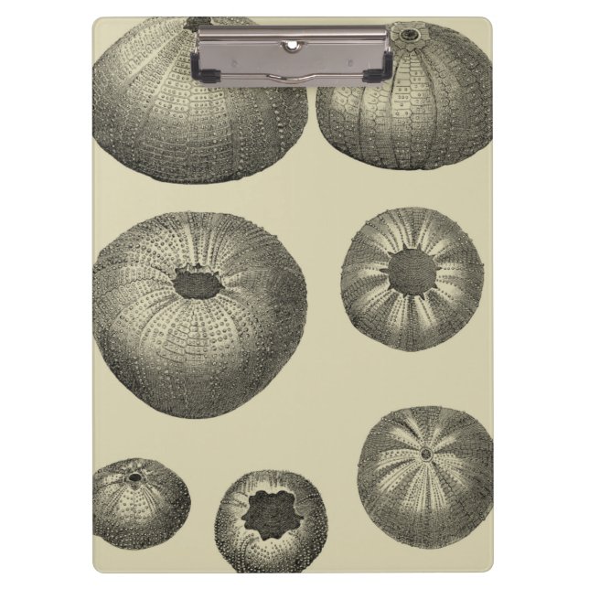 Pranchetas Starfish preto e branco (Frente)